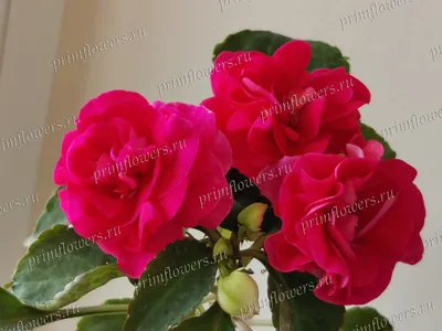 Букет 25 розовых роз Fiesta (Premium) купить с доставкой в СПб