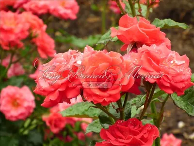 Роза Flamenco (Фламенко) – купить саженцы роз в питомнике в Москве