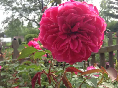 Toledo rose. Flamenco flower. Dark Red. 13cm.