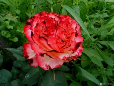 Роза фламенко (56 фото) - 56 фото