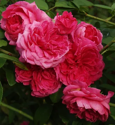 Flamenco: dónde viven, de qué se alimentan y por qué son rosas