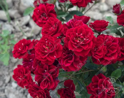 Rose (Rosa 'Flamenco 2000') in the Roses Database - Garden.org