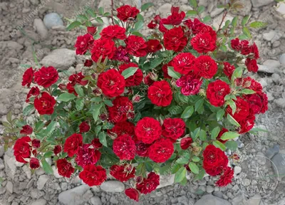 Роза Фламенко (почвопокров, красный)