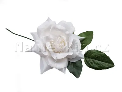 Salvia 'Flamenco Rose'