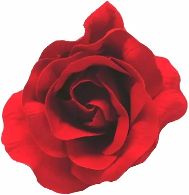 Rosa Flamenco