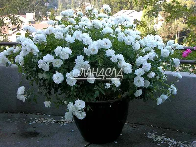White Iceberg Shrub Rose, Rosa spp. 'Iceberg', Monrovia Plant