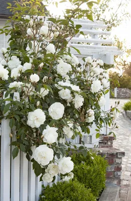 Iceberg Floribunda Rose, Floribunda Roses: Edmunds' Roses