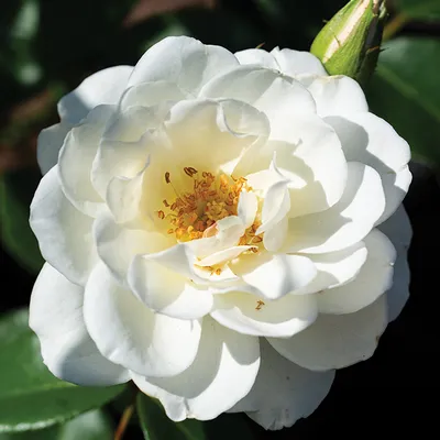 ROSA Floribunda 'Iceberg' - T-Y Nursery