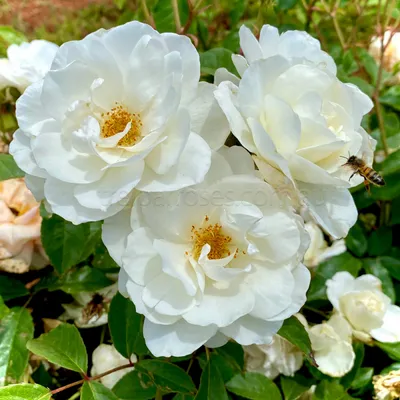 White shrub rose - Waterwise Garden Planner