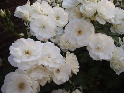 Rosa 'Iceberg' - Iceberg Floribunda Rose | PlantMaster
