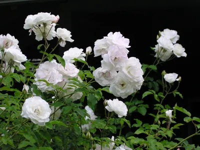 Iceberg - Ludwig's Roses