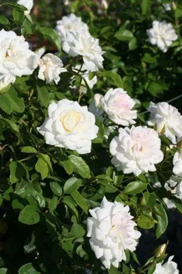 Rosa Flower Iceberg 1Gallon White Rose Flower Floribunda Rose Rose 1Ga –  NNplant