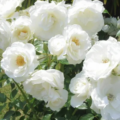 Rosa Iceberg,Rose iceberg,floribunda rose,roses,white,formal  garden,hedge,hedging,four seasons statues,winter  statue,flower,flowers,flowering,garden s Stock Photo - Alamy