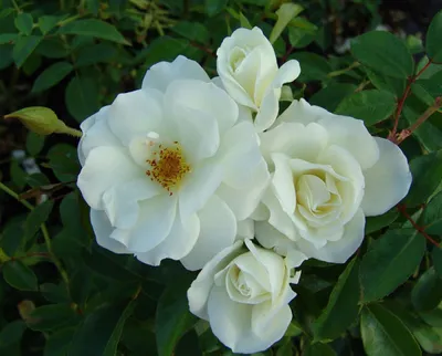 Rosa 'Iceberg' (Floribunda) - Devil Mountain Wholesale Nursery