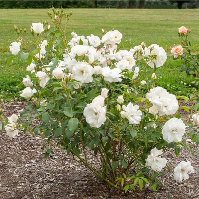 Rose Iceberg Floribunda Rose - Sugar Creek Gardens