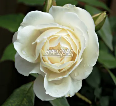 Iceberg ® Floribunda Rose – Famous Roses World