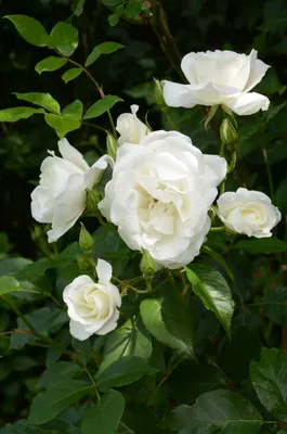 Iceberg - 5 Gallon – Roger's Gardens