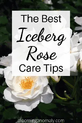 Buy Iceberg Roses | J Parker Dutch Bulbs