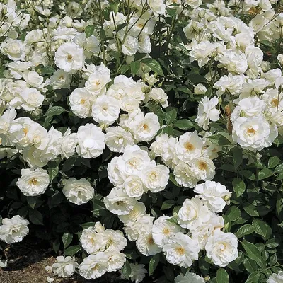 White shrub rose - Waterwise Garden Planner