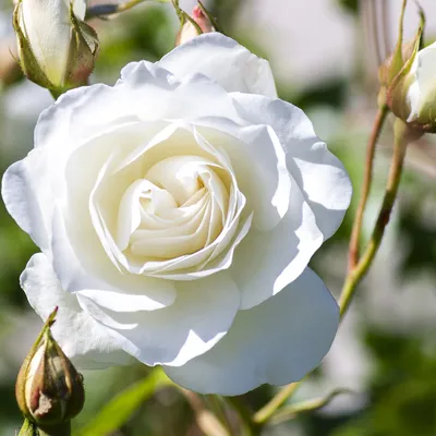 The Best Iceberg Rose Care Tips - Blooming Anomaly