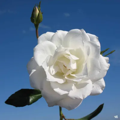 Rose Iceberg Floribunda Rose - Sugar Creek Gardens