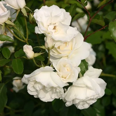 Handmade Lifelike Iceberg Floribunda Crepe Paper Rose | Paper Anansi