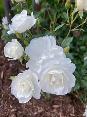 Buy rose Iceberg (bush floribunda) Rosa 'Iceberg ('Korbin')'