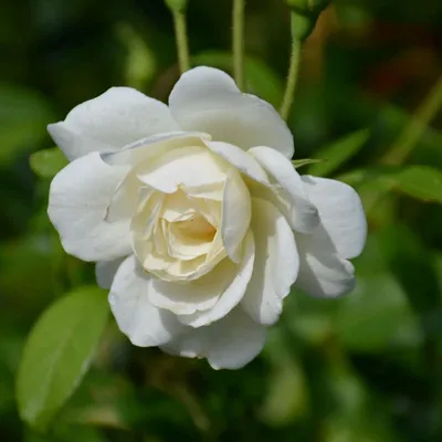 Iceberg floribunda rose hi-res stock photography and images - Alamy