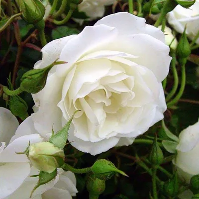 Iceberg | Climbing Rose | David Austin Roses