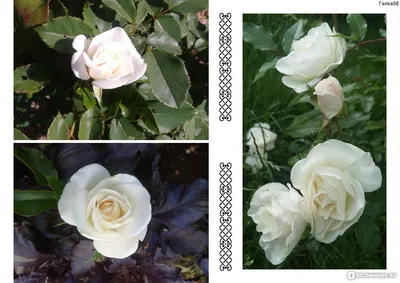 Ultimate Guide to Growing and Caring for Iceberg Roses » The Tattered Pew