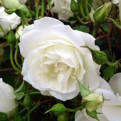 Rose 'Iceberg' | Iceberg Rose Climber | Hello Hello Plants