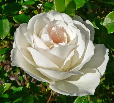 Rosa 'Iceberg' - Iceberg Floribunda Rose | PlantMaster