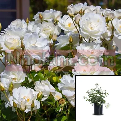 Iceberg Floribunda Rose | Plant Addicts