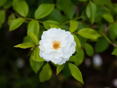 Iceberg Rose Bush - Live Starter Plant in a 4 Inch Pot - Beautifully  Fragrant Rose from Florida - A Versatile Beauty with a Rich Fragrance -  Walmart.com