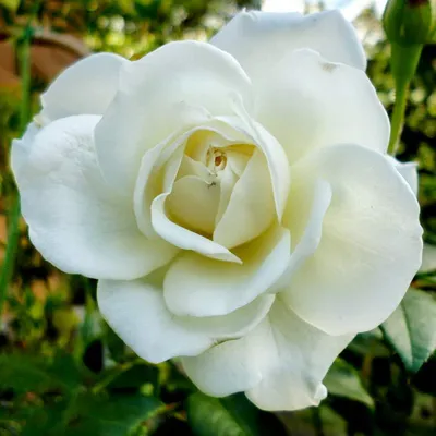 Rosa Iceberg White Plant Floribunda Rose Rose 5Gallon Plant Espalier R –  NNplant