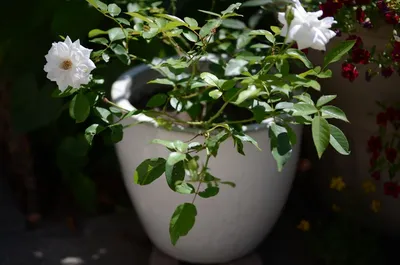 Iceberg Floribunda Rose Iceberg Floribunda Rose Stock Photo 1628009353 |  Shutterstock