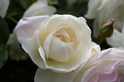 Rosa 'Iceberg'