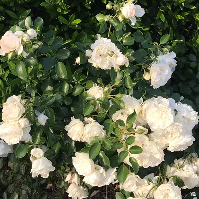 Rosa 'Iceberg' (floribunda rose) rose Iceberg – double white medium size  flowers, July, England, UK Stock Photo - Alamy