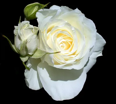 Learn About The Different Types Of Iceberg Roses | Gardening Know How