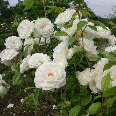 Iceberg Rose - White Iceberg Roses for Sale | Spring Hill