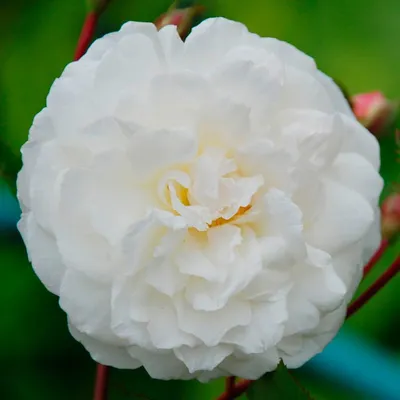 Rosa 'Iceberg' | BBC Gardeners World Magazine