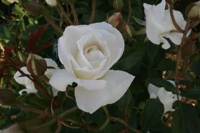 Revisiting 'Iceberg' Floribunda Rose – Hedgerow Rose®