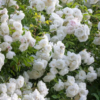 Floribunda Roses 2023 - Glen Echo Nurseries