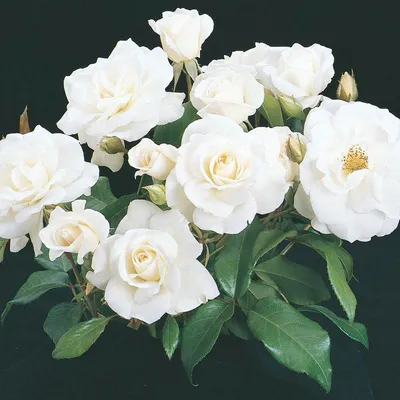 Iceberg | Floribunda | David Austin Roses