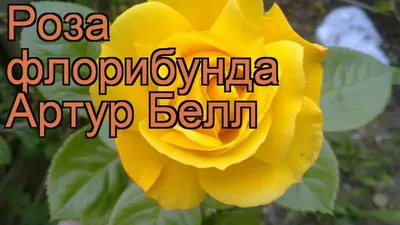 Роза Arthur Bell (Артур Белл) – купить саженцы роз в питомнике в Москве