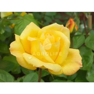 Роза \"Артур Белл\" (Rose Arthur Bell) - Розы полиантовые (Каталог  полиантовых роз) - Розы - Каталог - Pitomnic.com