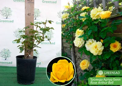 Розы флорибунда «Артур Белл» по цене 433 ₽/шт. купить в Москве в  интернет-магазине Леруа Мерлен
