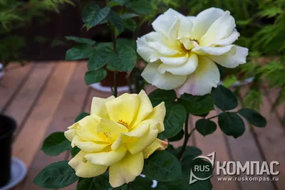 Роза штамбовая флорибунда Артур Белл - купить саженцы из питомника, цена в  Нижнем Новгороде