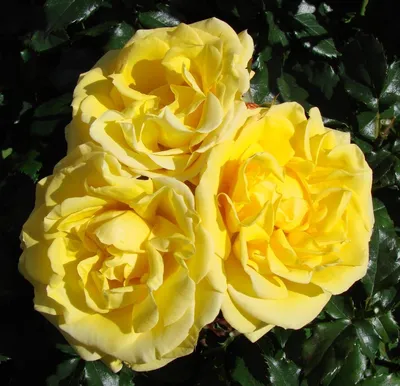 Роза Arthur Bell (Артур Белл) - Штамбовые - Саженцы роз, ягодных, фруктовых  и декоративных культур - Dekoplant