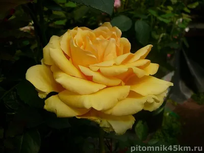 Роза штамбовая флорибунда Артур Белл - купить саженцы из питомника, цена в  Нижнем Новгороде
